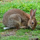 rabbit